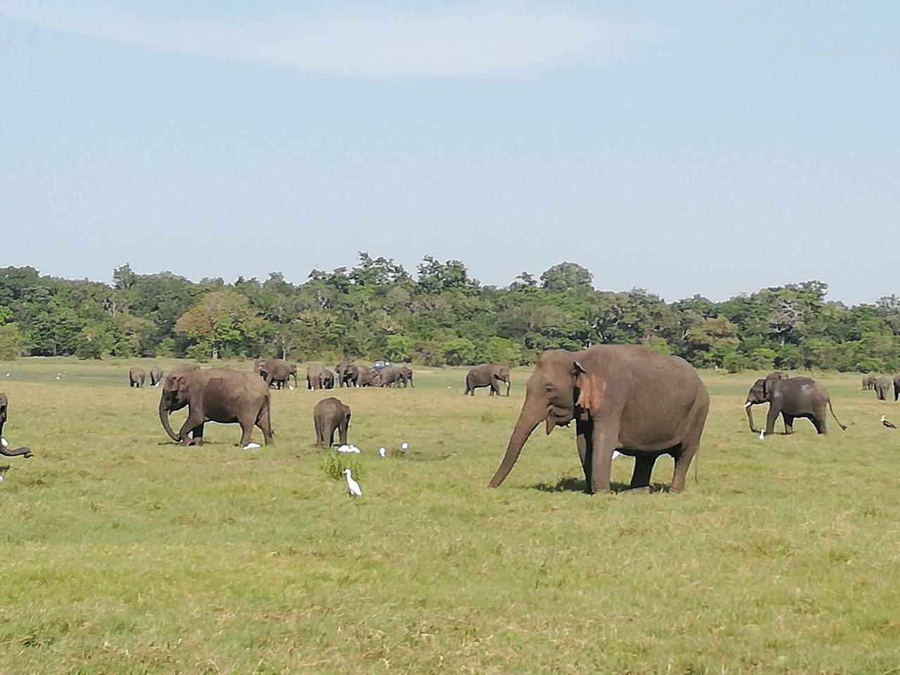Lak View Family Resort Dambulla Buitenkant foto